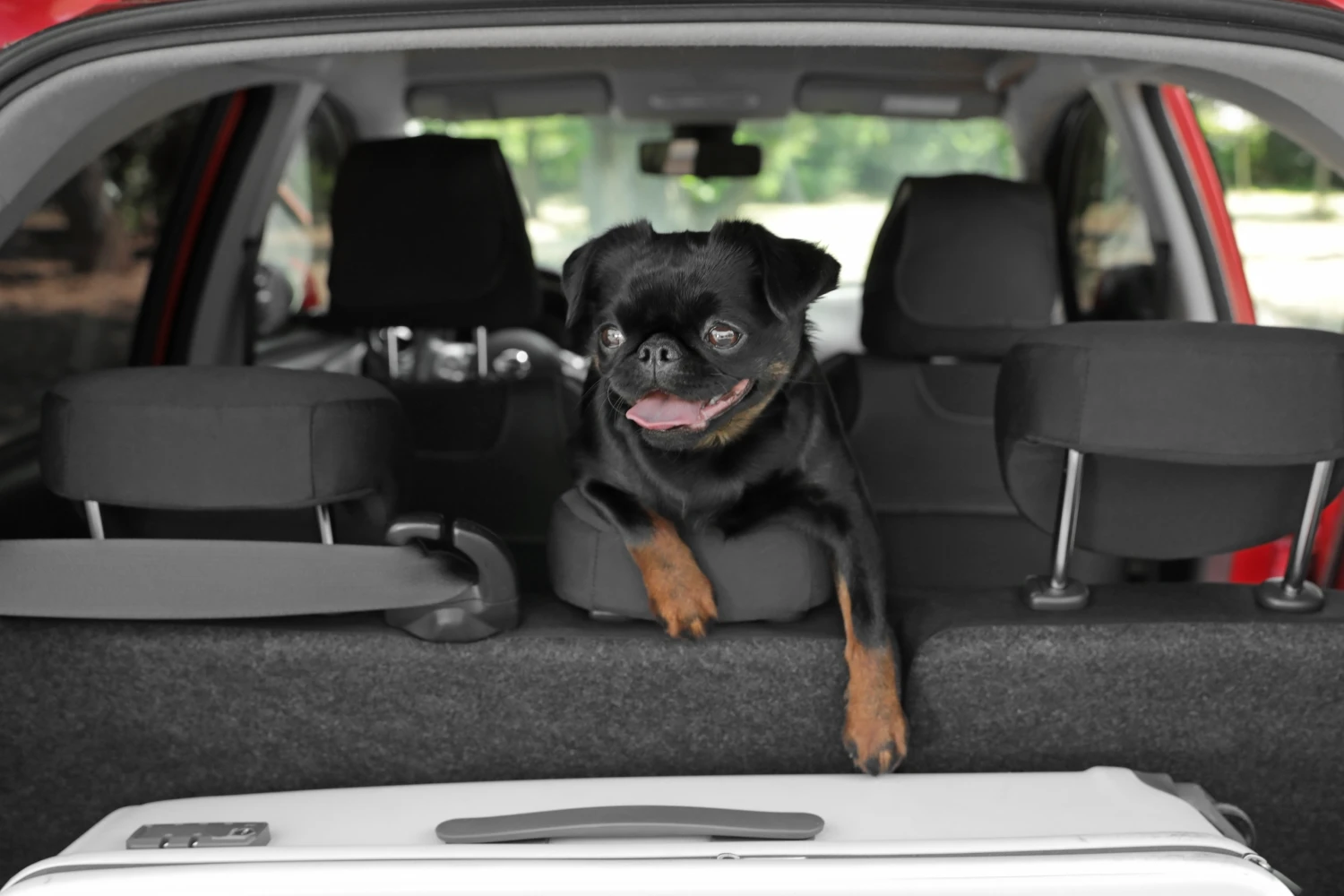 Toyota Tacoma Dog Car Seat for Brussels Griffons